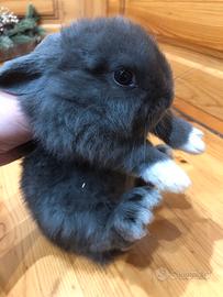 Coniglio nano minitoy