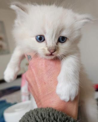Cuccioli Ragdoll