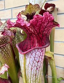 Sarracenia “Pantera Rosa” Pianta Carnivora