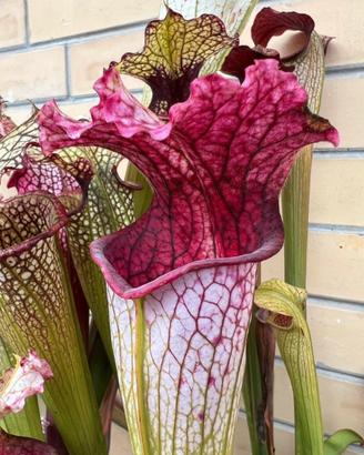 Sarracenia “Pantera Rosa” Pianta Carnivora
