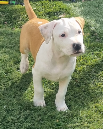 Amstaff