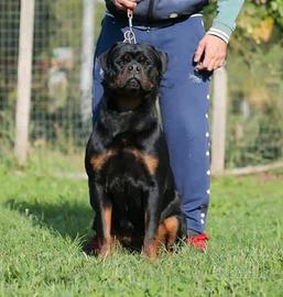 rottweiler femmina