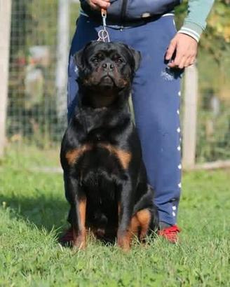 rottweiler femmina