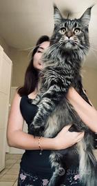 Maine Coon