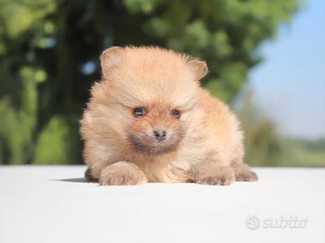Cucciolina femmina di Spitz tedesco fulvo