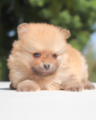 Cucciolina femmina di Spitz tedesco fulvo