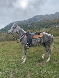 Cavallo