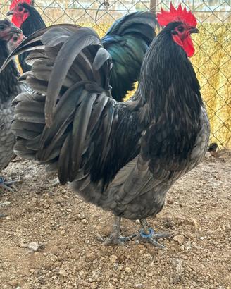 GALLI e GALLINE
