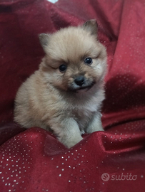 Spitz maschi e femmine