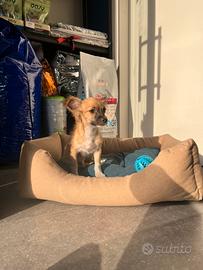 Cucciolo chihuahua toy mini fulvo pelo lungo