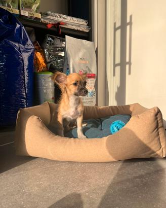 Cucciolo chihuahua toy mini fulvo pelo lungo