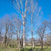 Alberi di pioppo