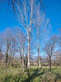 Alberi di pioppo