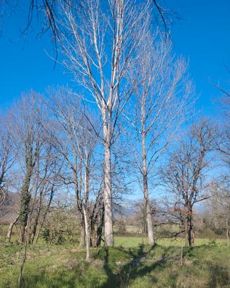 Alberi di pioppo