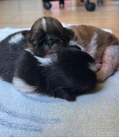 Cuccioli shitzu ' b/ nero e bianco brown