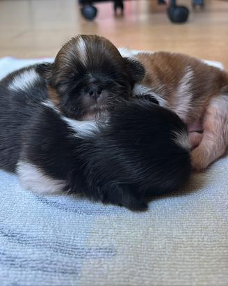 Cuccioli shitzu ' b/ nero e bianco brown