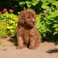 Cuccioli Barboncino Toy-Allevamento certificato