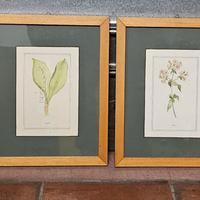 Lotto quadri con stampe botaniche