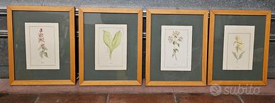 Lotto quadri con stampe botaniche