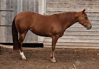 Quarter horse 