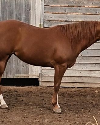 Quarter horse 