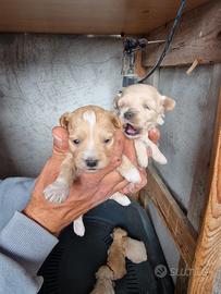 Stupendi cuccioli di maltipoo maschio e femmina