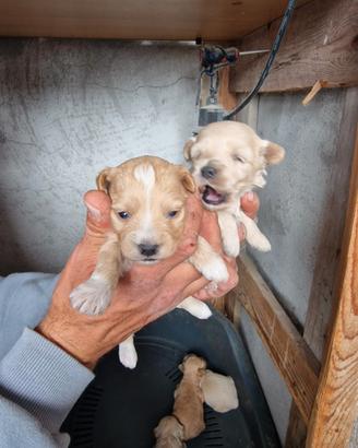 Stupendi cuccioli di maltipoo maschio e femmina