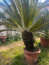CYCAS revoluta