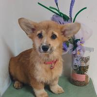 Welsh Corgi