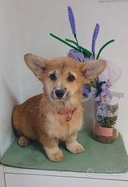 Welsh Corgi