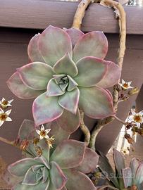 Succulenta Graptopetalum colorazione purple haze