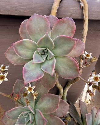 Succulenta Graptopetalum colorazione purple haze
