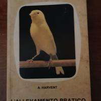 allevamento pratico del canarino