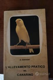 allevamento pratico del canarino