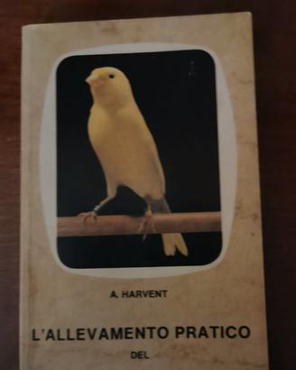 allevamento pratico del canarino