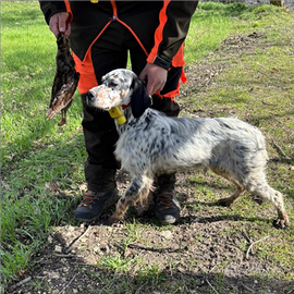 Setter inglese femmina