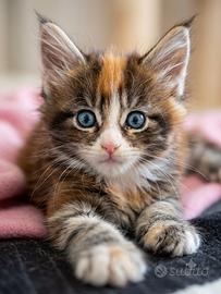 Maine coon occhi blu