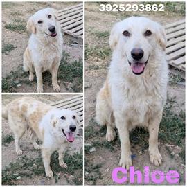 Una nuova famiglia per Chloe