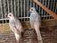 Immagine 1