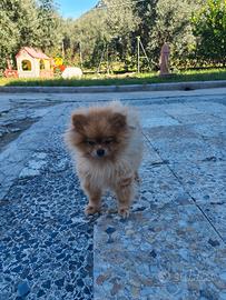 Volpino