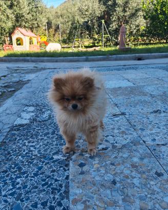 Volpino