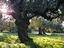 Immagine 5
