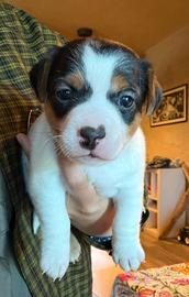 Jack russel terrier