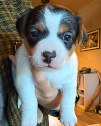 Jack russel terrier