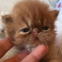 Gattini Cuccioli Persiano