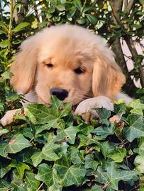 Cuccioli Golden retriever
