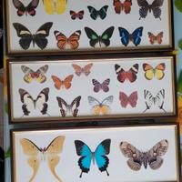 Quadri con stampe di farfalle