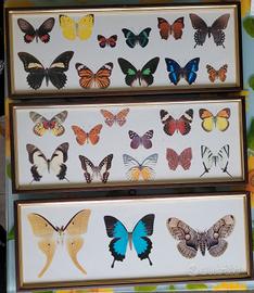 Quadri con stampe di farfalle