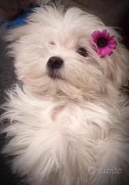Maltese femmina da compagnia