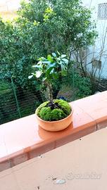 mini bonsai di pyracantha 